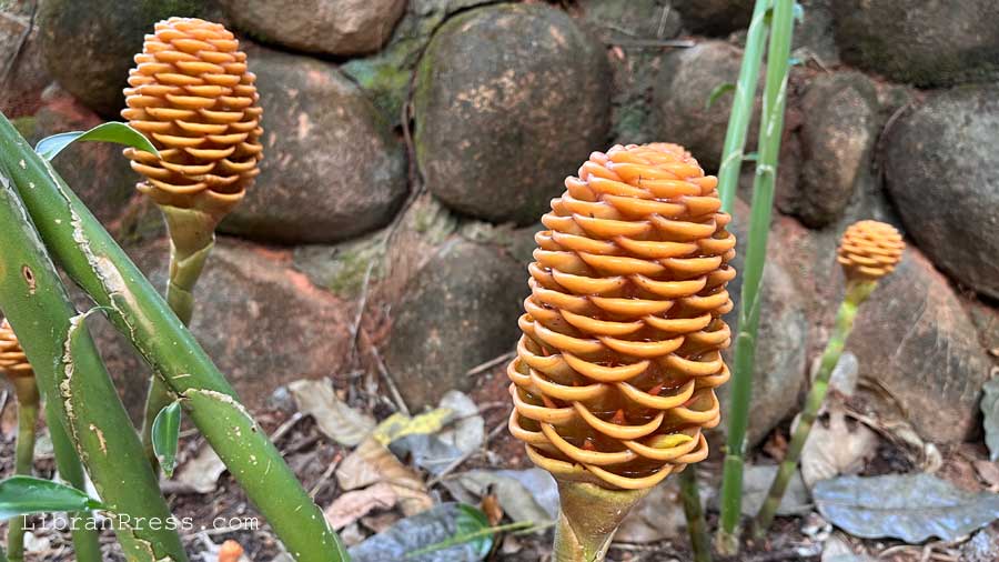 Exotic Plants Bananki Homestay