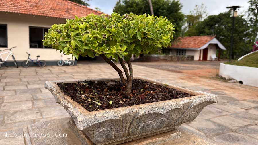 Holy Basil Bonsai Bananki