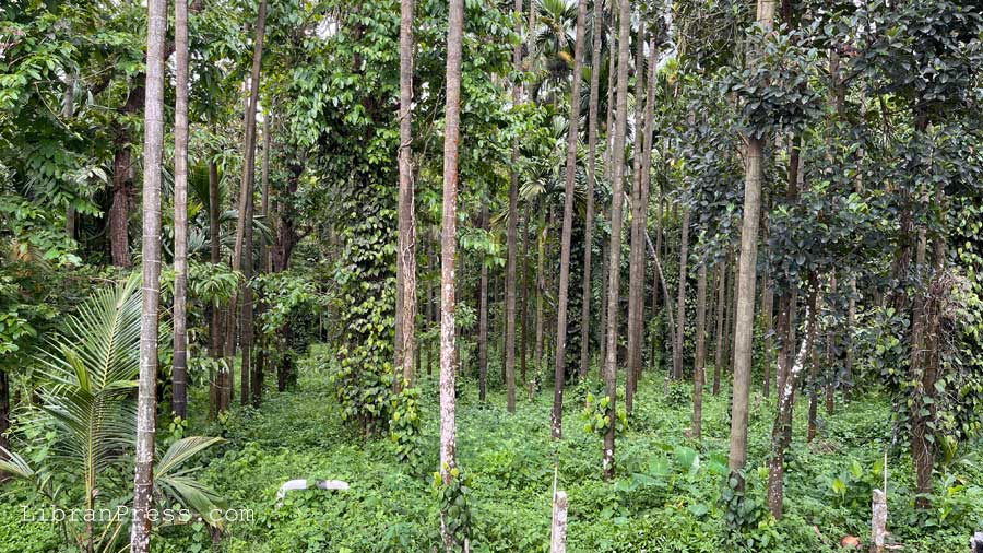 Trees and Climbers Bananki