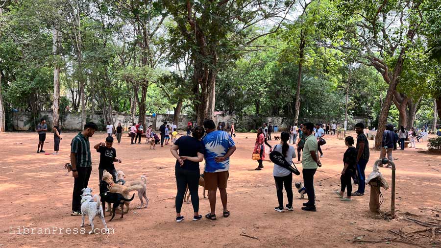 Dogs at Cubbon Park