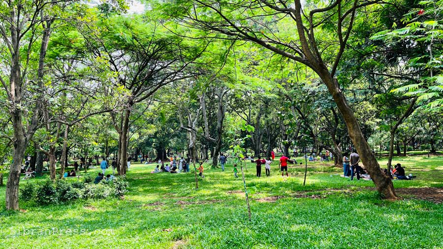 Cubbon Park Trees