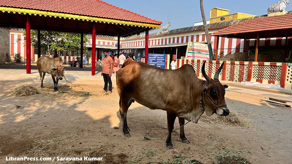 Temple Cow - Kodumudi