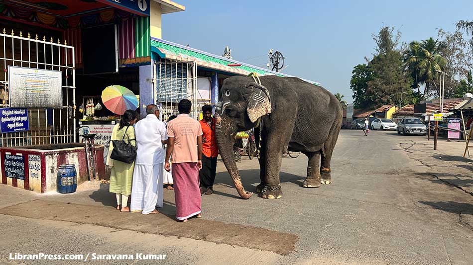 Temple Elephant - Kodumudi Temple